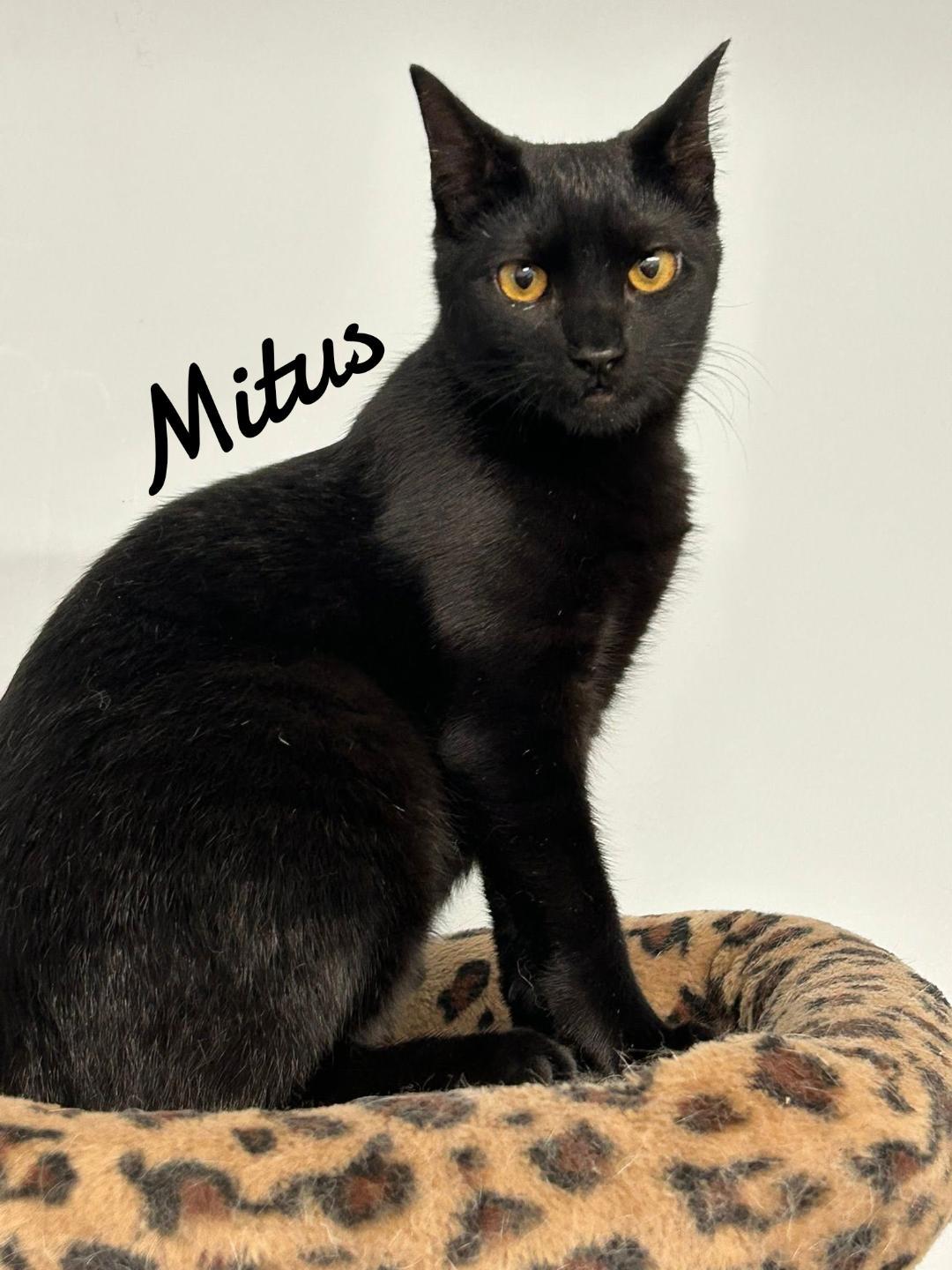 Mitus