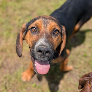 Sable, Young Female Labrador Retriever