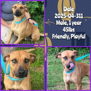2025-04-311 *Dale*, Young Male Labrador Retriever