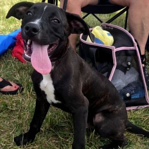 Tyrik, Baby Male Mixed Breed