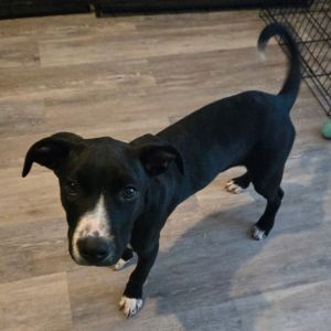 Chance, Baby Male Mixed Breed