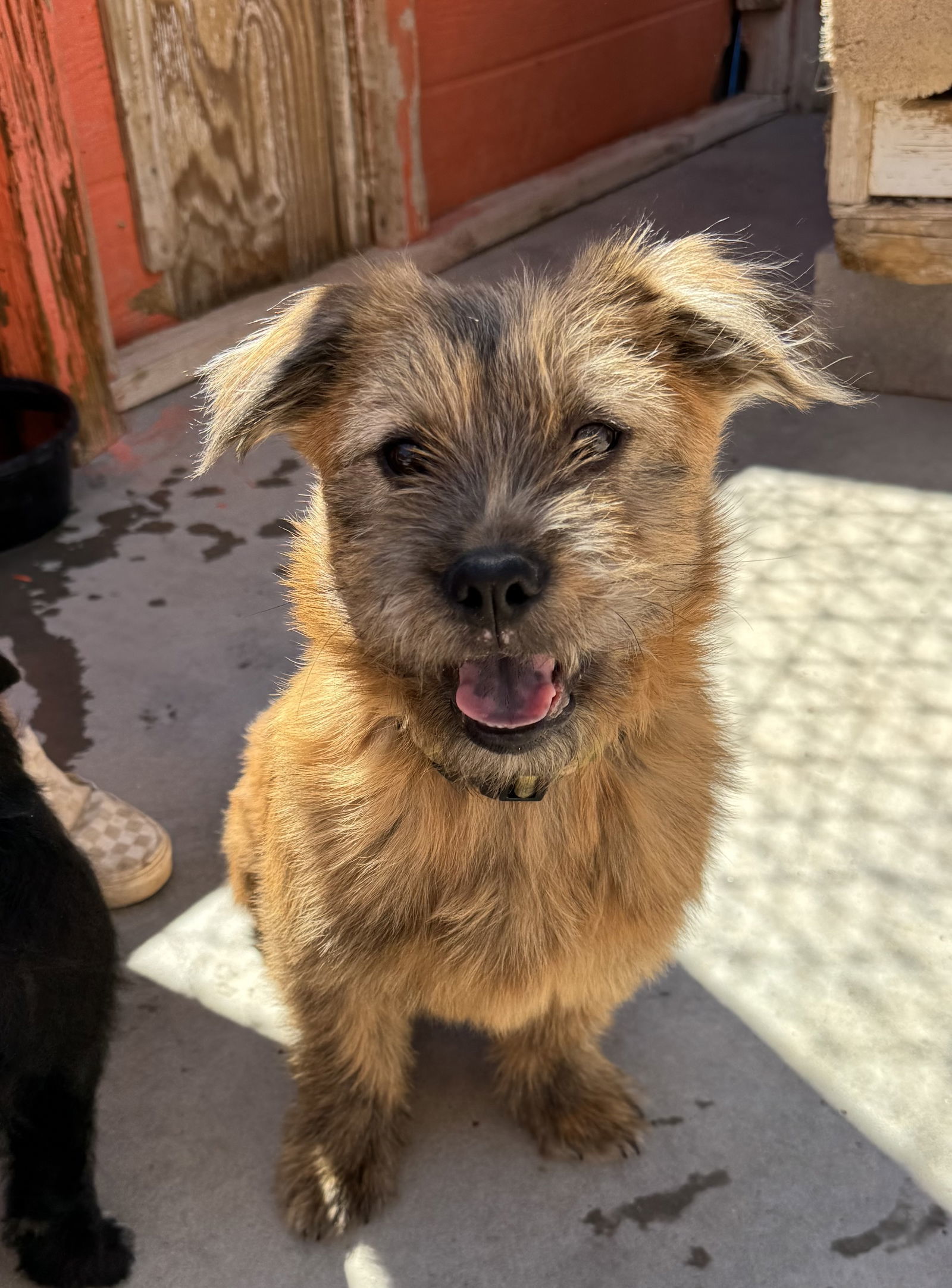 Wyatt, an adoptable Border Terrier in Williamsburg, NM, 87942 | Photo Image 2