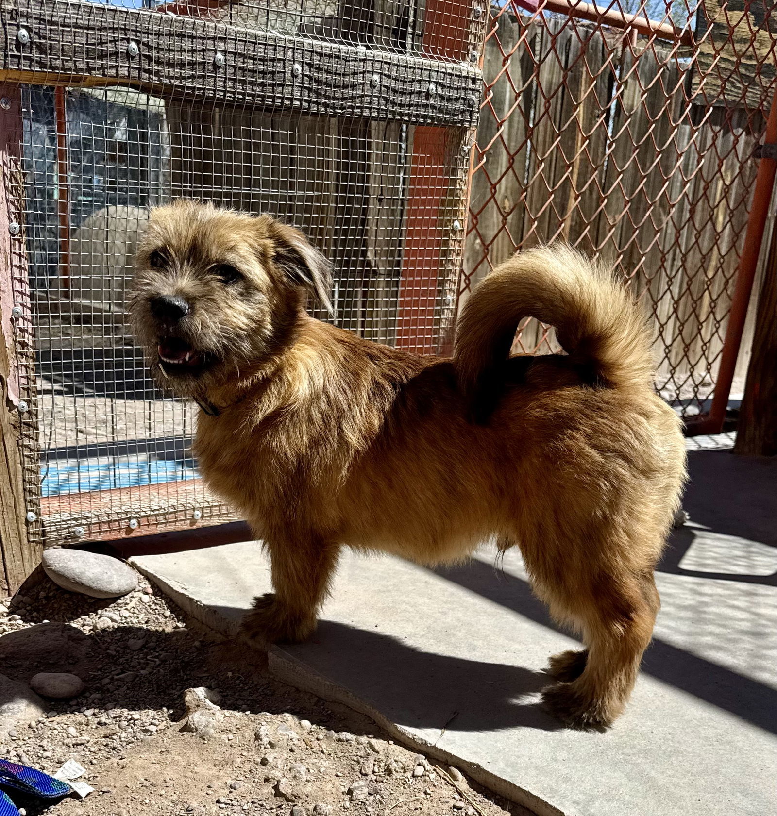 Wyatt, an adoptable Border Terrier in Williamsburg, NM, 87942 | Photo Image 4