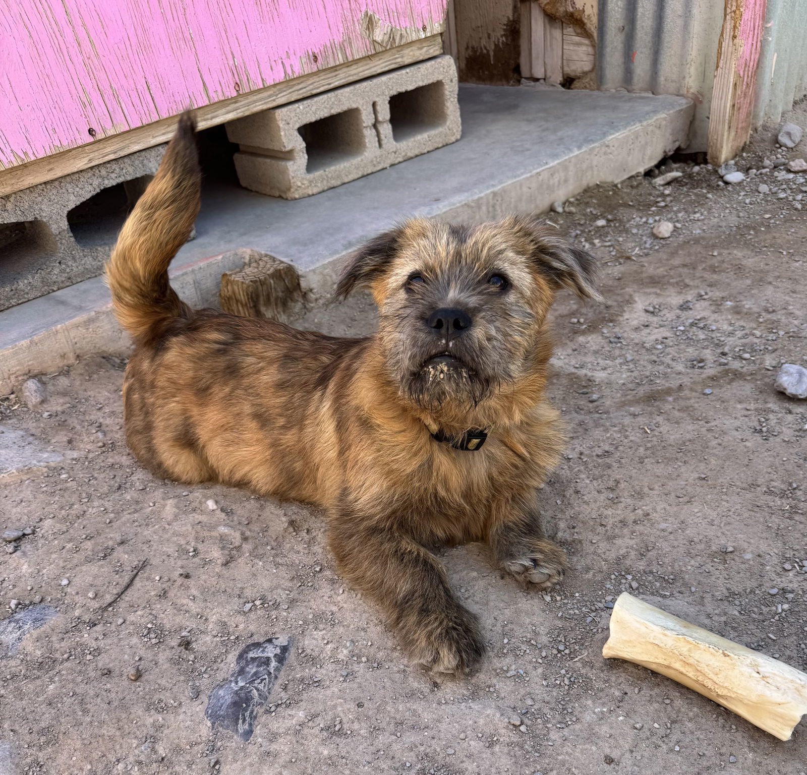 Wyatt, an adoptable Border Terrier in Williamsburg, NM, 87942 | Photo Image 6