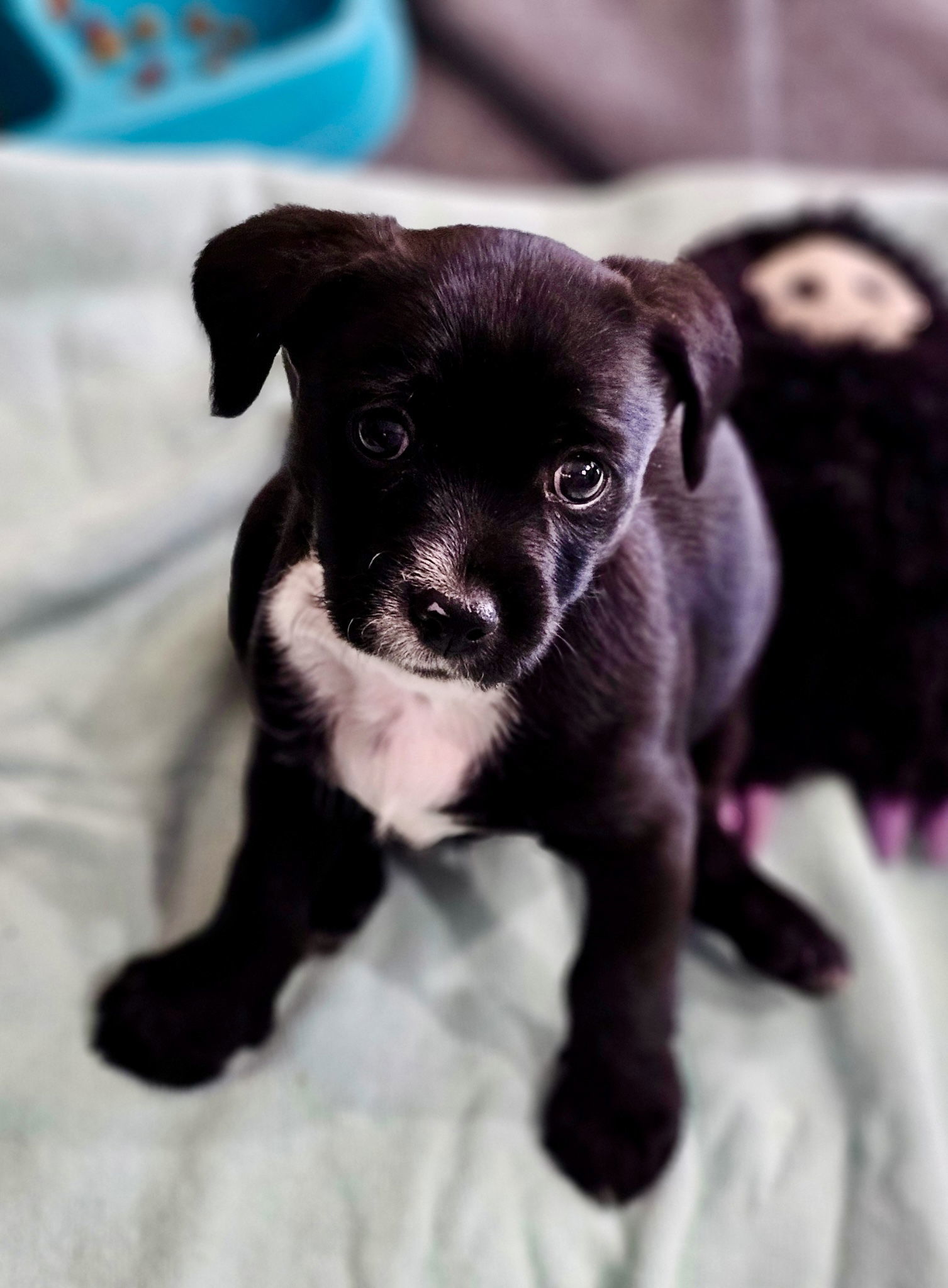 Baldwin, an adoptable Border Terrier in Williamsburg, NM, 87942 | Photo Image 2