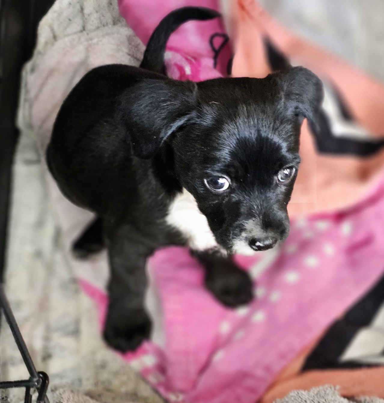 Baldwin, an adoptable Border Terrier in Williamsburg, NM, 87942 | Photo Image 4