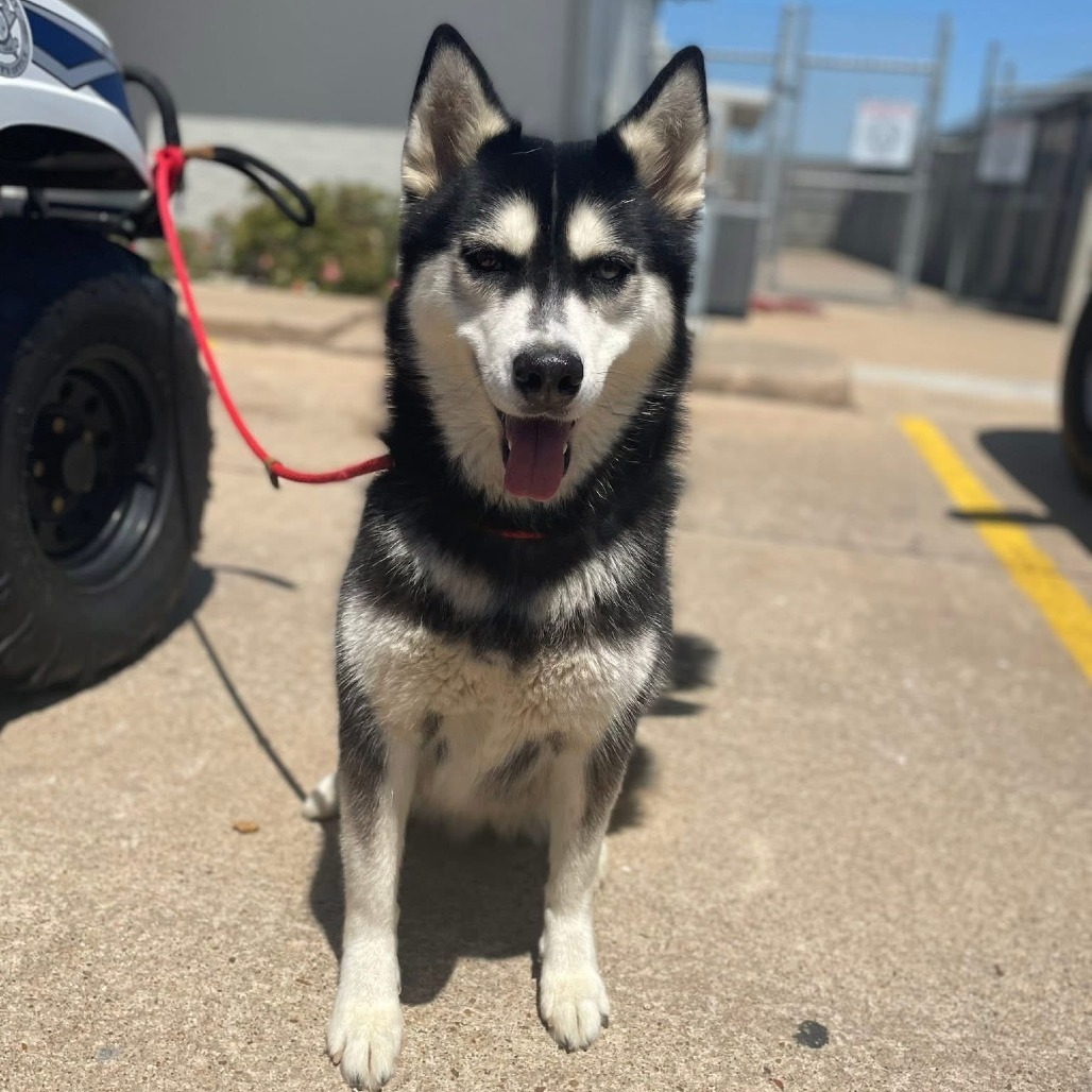 Koda