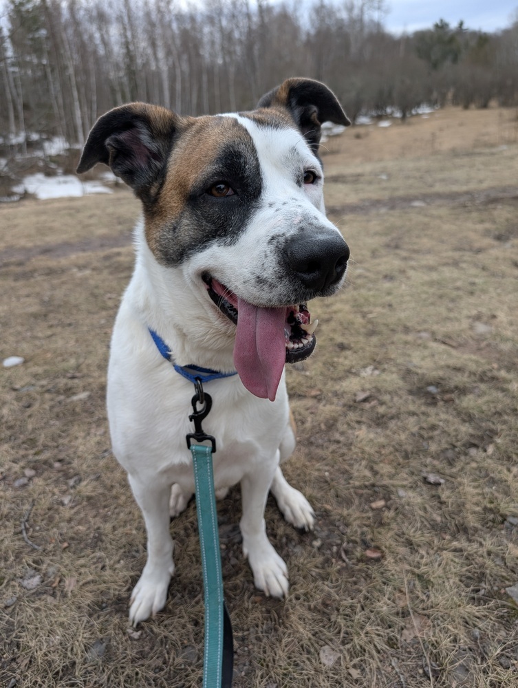 Deebo, an adoptable Mixed Breed in Houghton, MI, 49931 | Photo Image 1