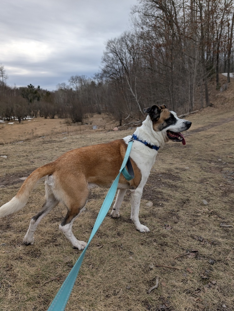 Deebo, an adoptable Mixed Breed in Houghton, MI, 49931 | Photo Image 2