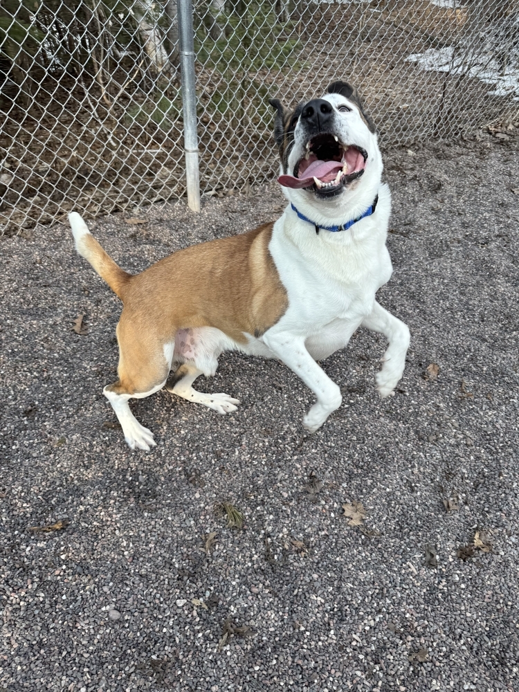 Deebo, an adoptable Mixed Breed in Houghton, MI, 49931 | Photo Image 3