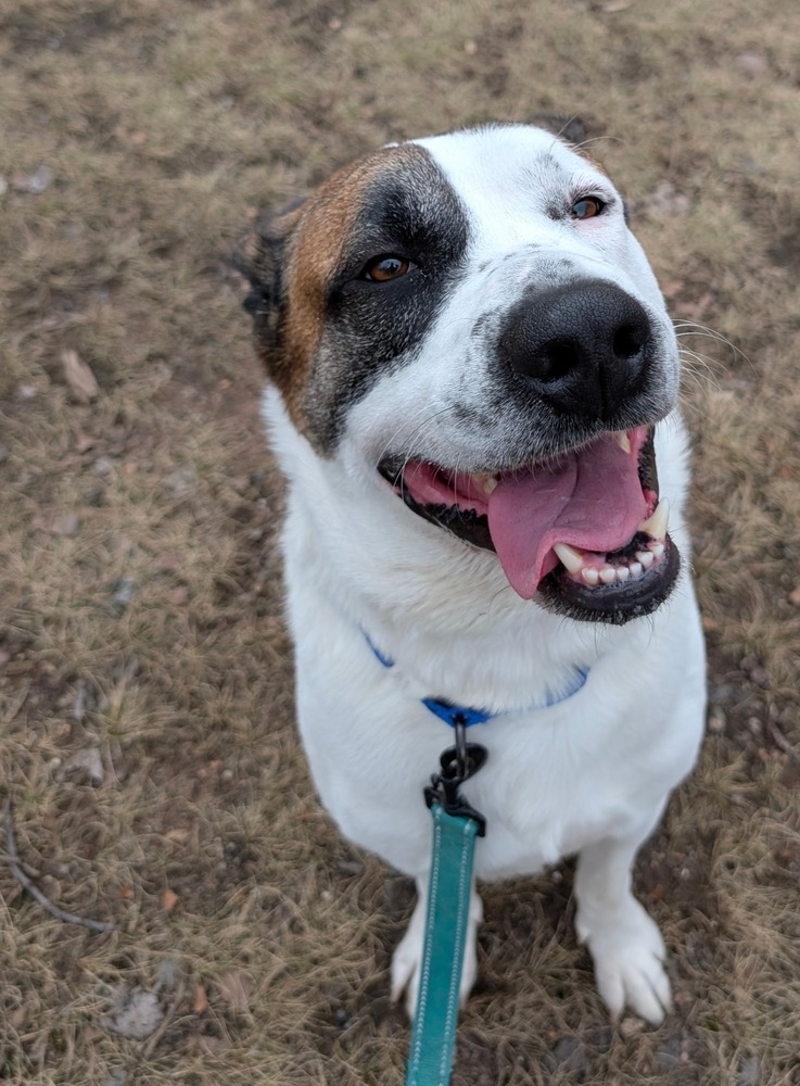 Deebo, an adoptable Mixed Breed in Houghton, MI, 49931 | Photo Image 4