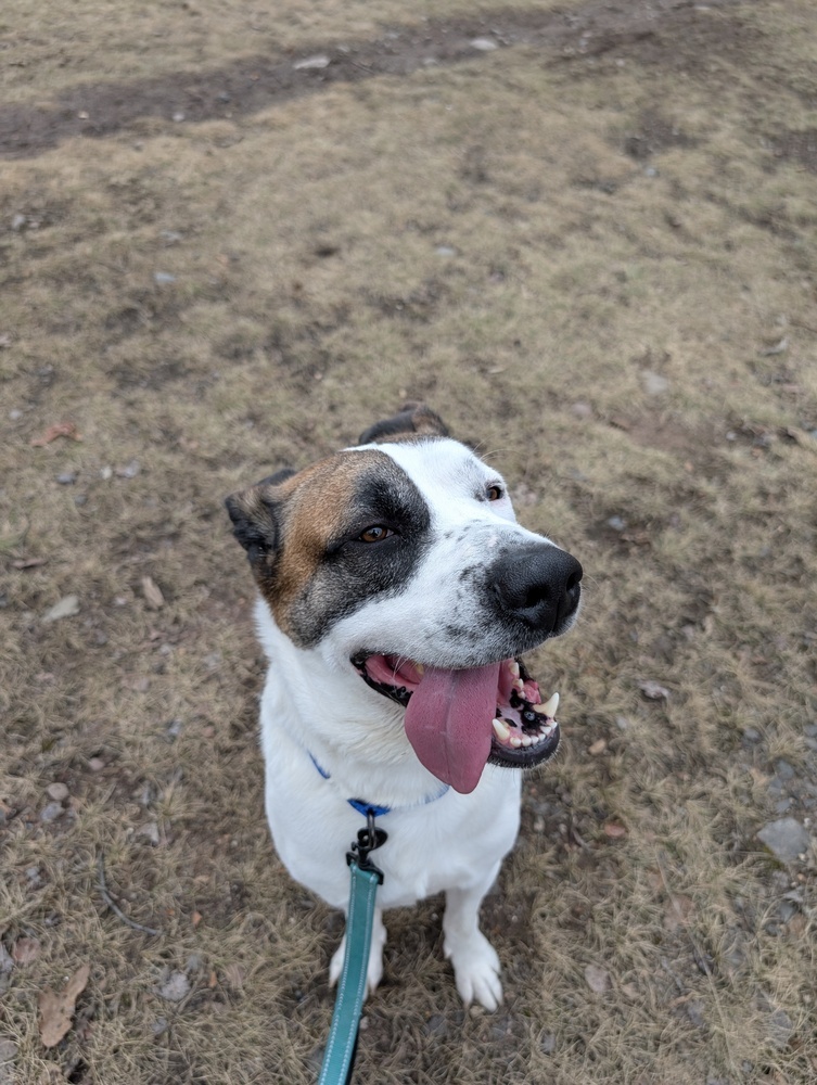 Deebo, an adoptable Mixed Breed in Houghton, MI, 49931 | Photo Image 5
