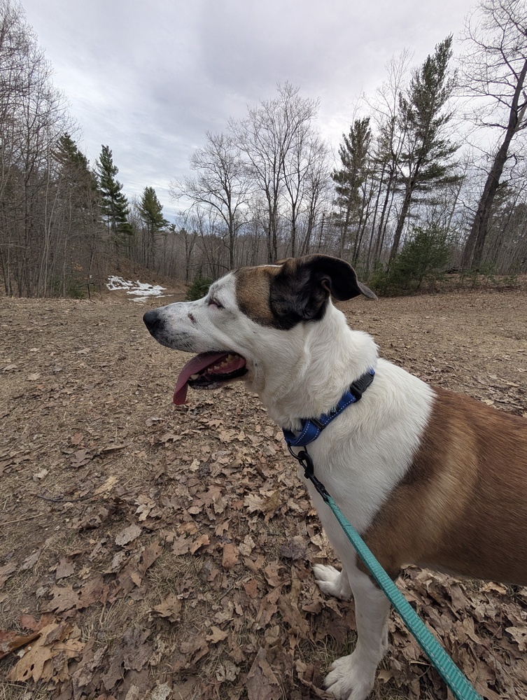 Deebo, an adoptable Mixed Breed in Houghton, MI, 49931 | Photo Image 5