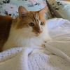 Kricket photo 1