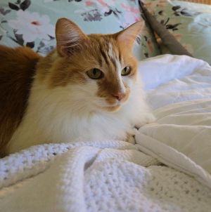 Kricket, Adult Female Domestic Long Hair