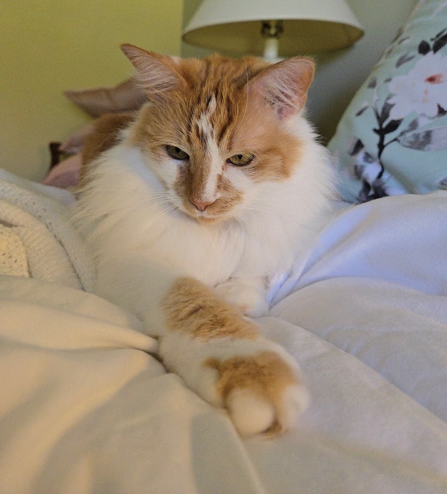 Kricket