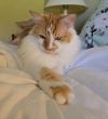 Kricket photo 4