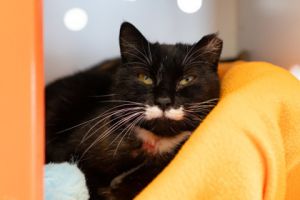 Ms. Frizzle, Young Female Domestic Short Hair