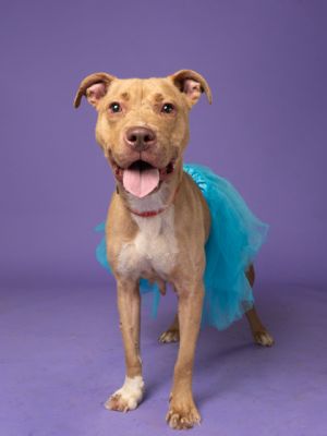 Tub Tub, Adult Female Mixed Breed