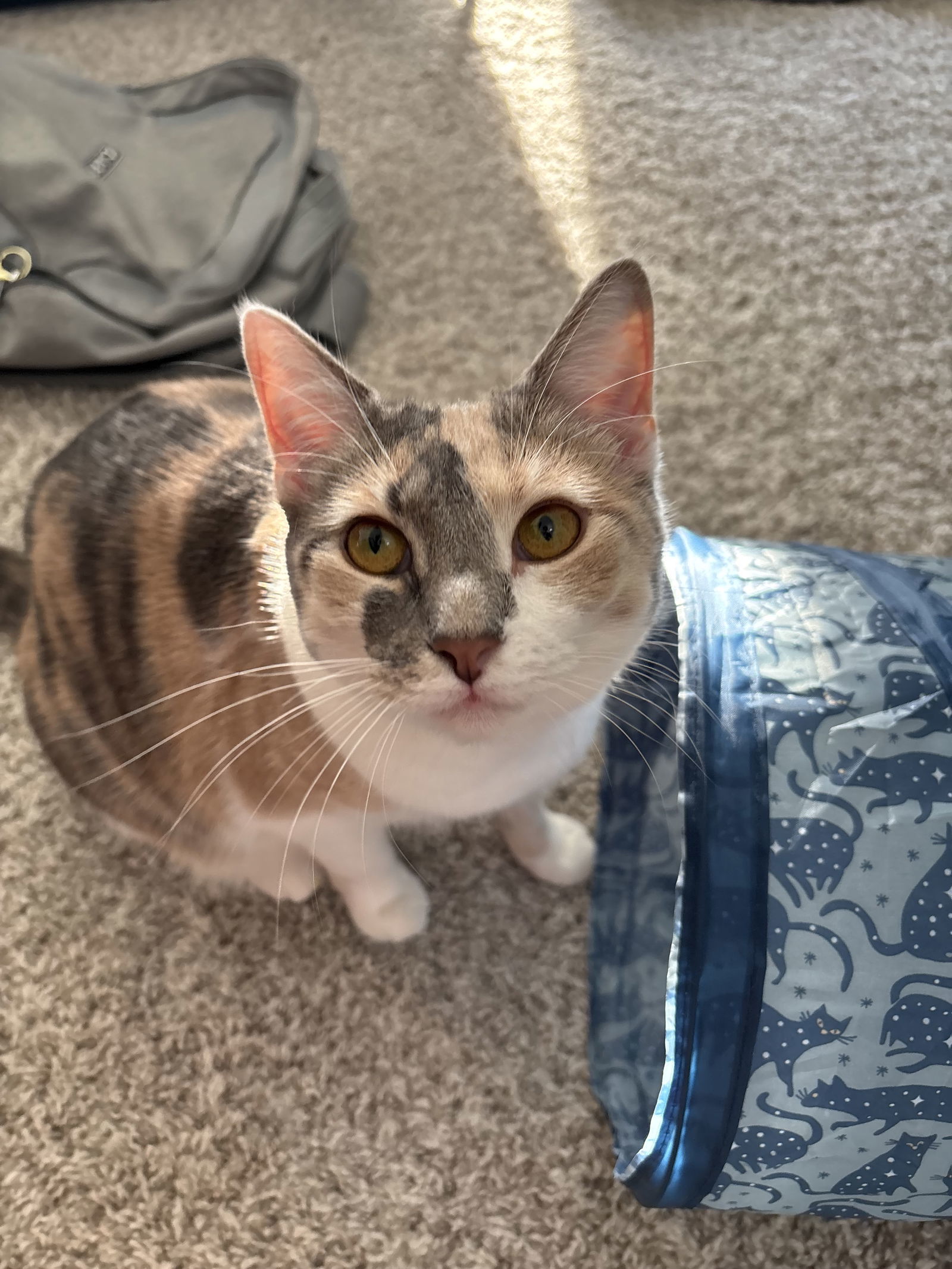 Ellie aka Lanie