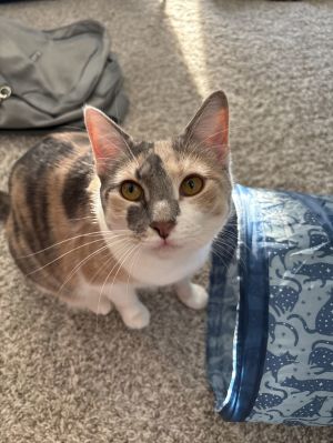 Ellie aka Lanie, Young Female Domestic Short Hair
