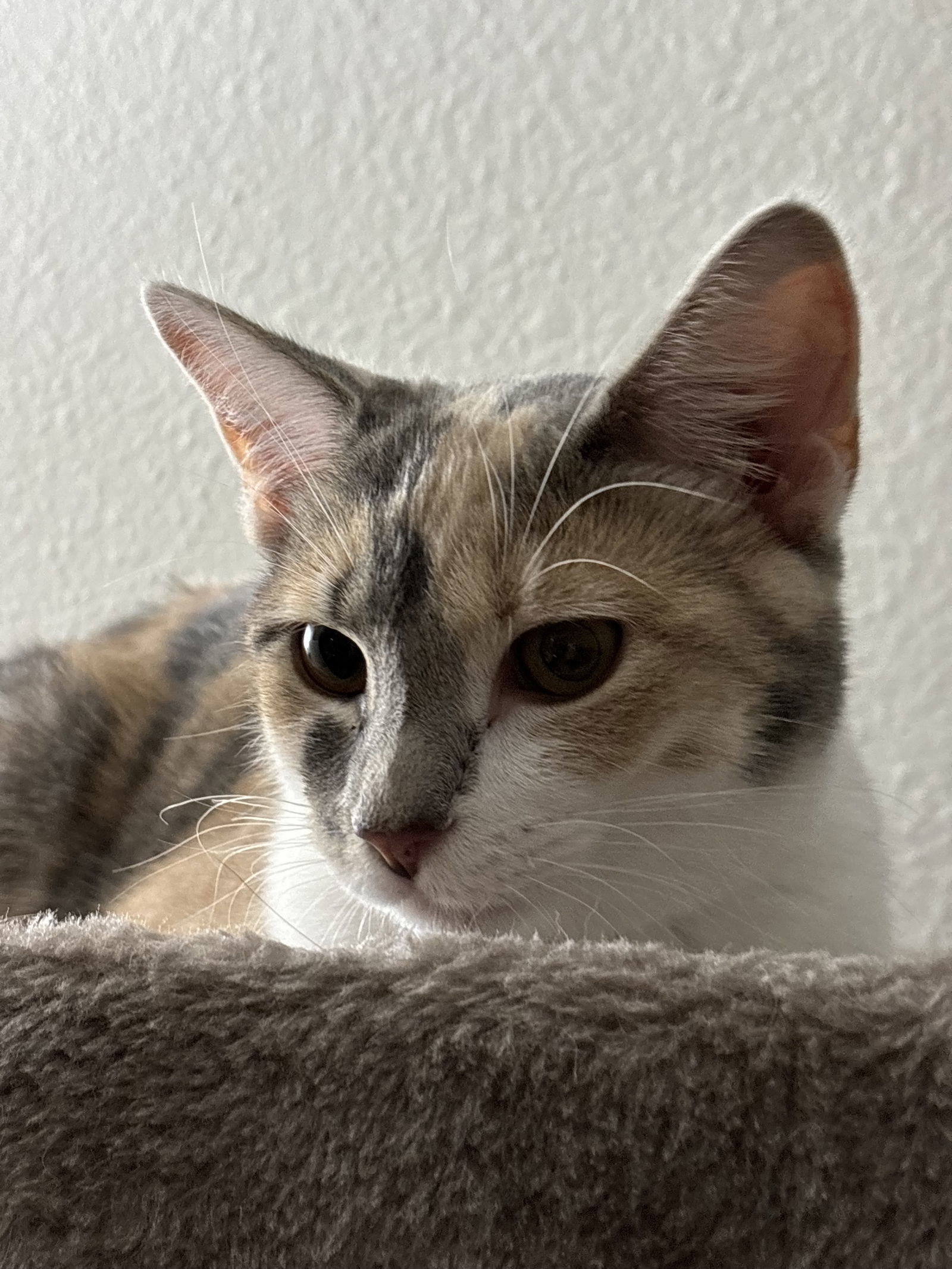 Ellie aka Lanie