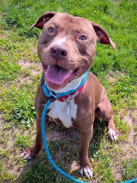 Charlie- FOSTER HOME NEEDED