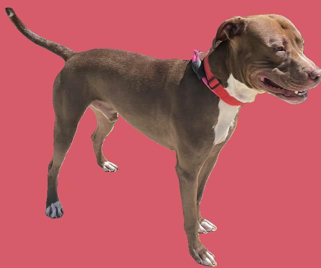 Charlie- FOSTER HOME NEEDED