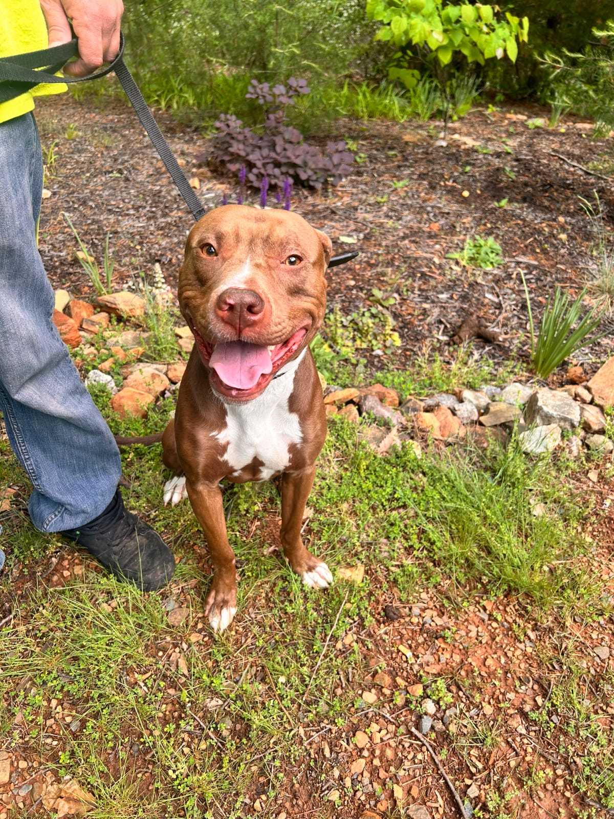 Charlie- FOSTER HOME NEEDED