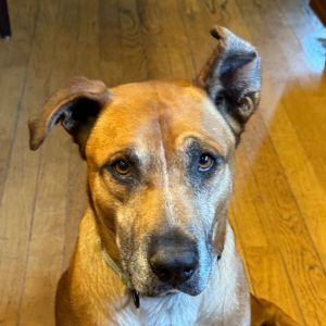 Thing, Adult Male Shepherd