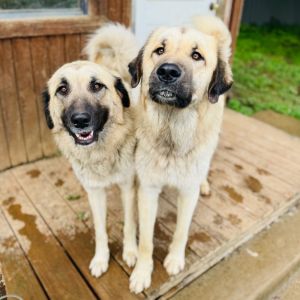 Danny Zuko, Adult Male Anatolian Shepherd