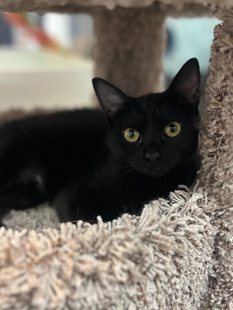Biscuit