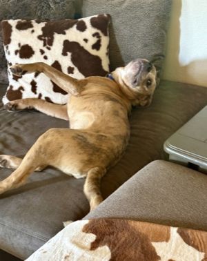 Archie, Senior Male Mixed Breed
