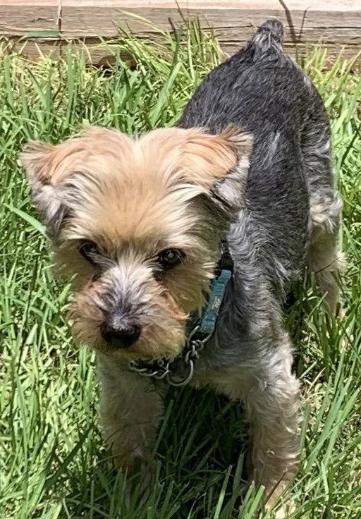 Maxwell