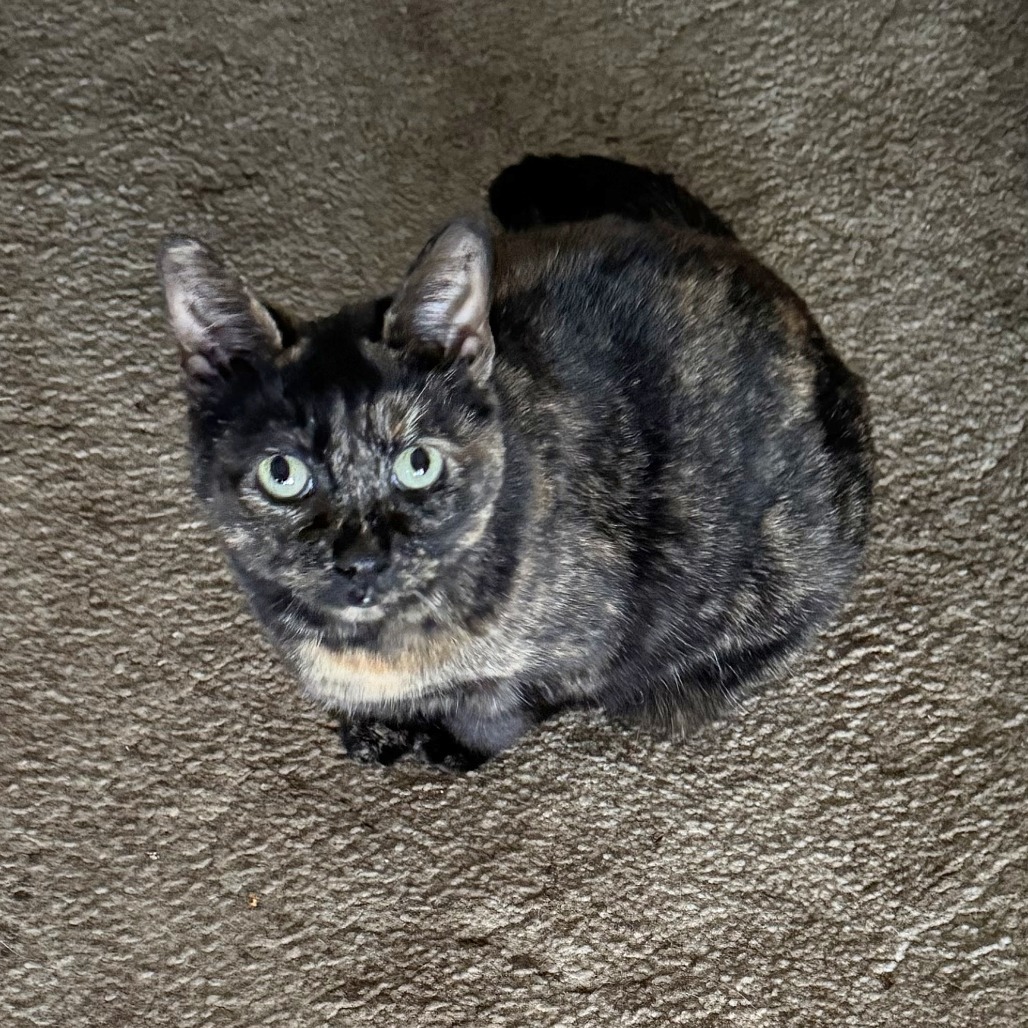 Storm, an adoptable Domestic Short Hair in Wichita, KS, 67208 | Photo Image 1