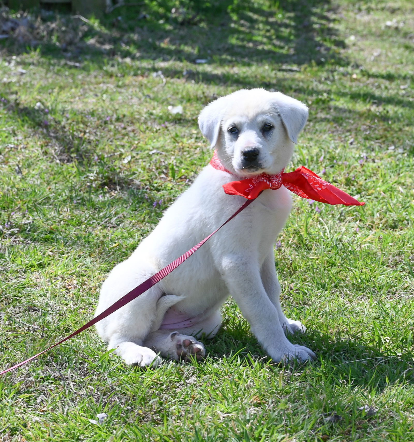 Katy, an adoptable Great Pyrenees, Akbash in Whitewright, TX, 75491 | Photo Image 1