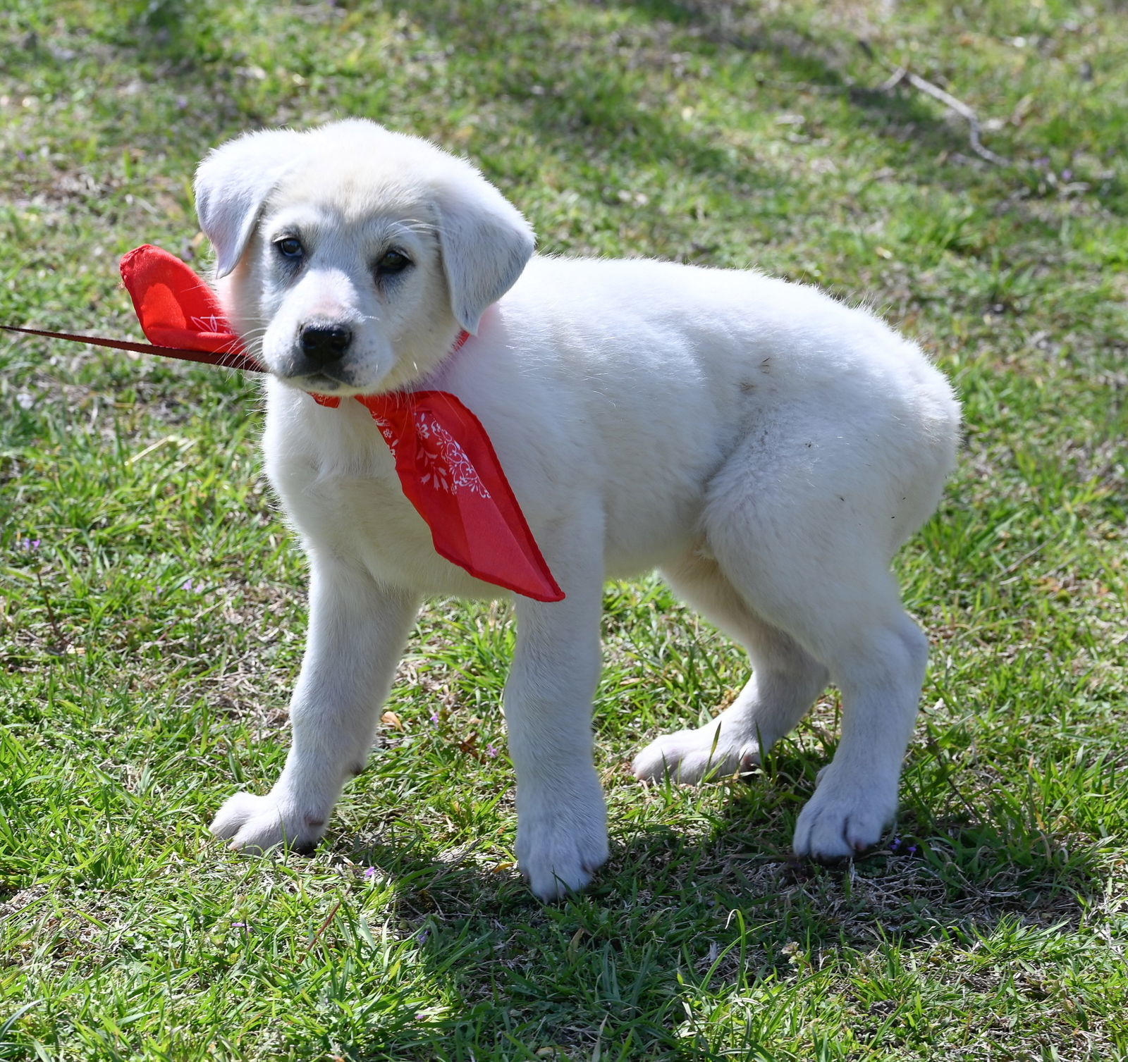 Katy, an adoptable Great Pyrenees, Akbash in Whitewright, TX, 75491 | Photo Image 2