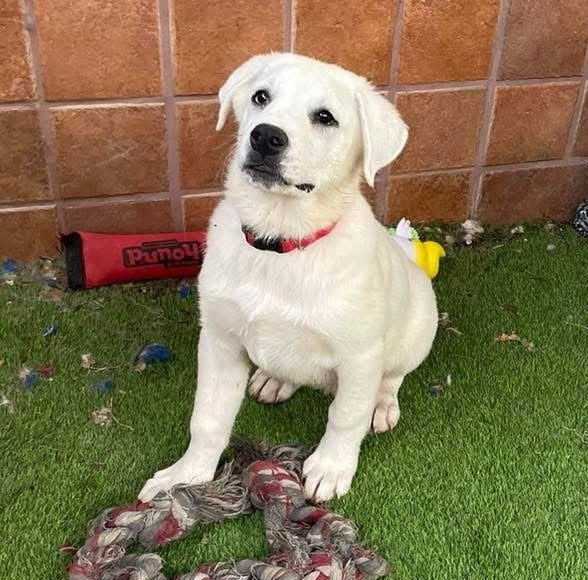 Katy, an adoptable Great Pyrenees, Akbash in Whitewright, TX, 75491 | Photo Image 3