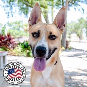 Camilla, Adult Female Husky
