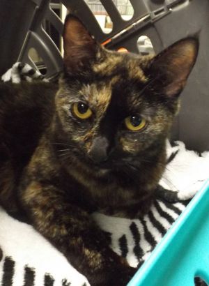 Primary Color Tortoiseshell Weight 82lbs Age 1yrs 1mths 1wks