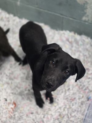 Zuma, Young Female Labrador Retriever