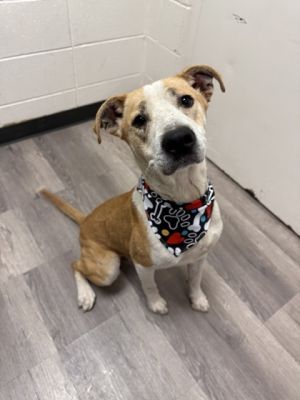Noah, Adult Male Pit Bull Terrier