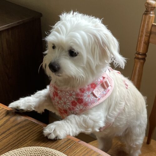 Coco #508 1