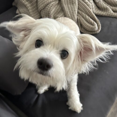 Coco #508 2