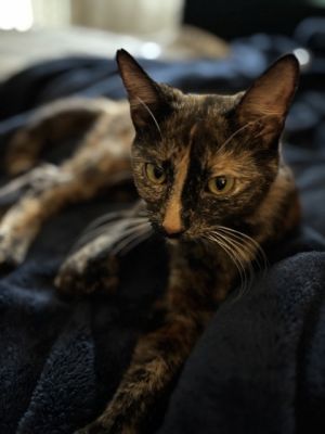 Mewmew