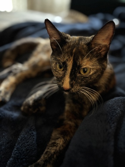 Mewmew 1