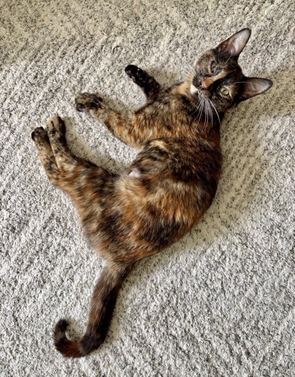 Mewmew 2