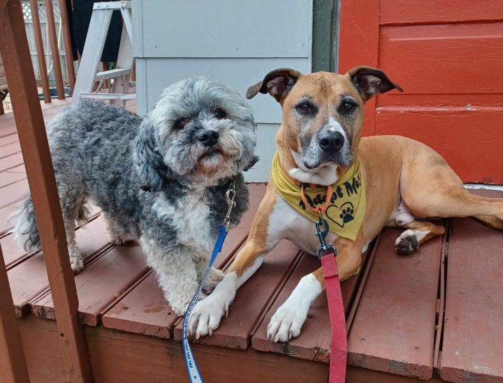 Abu (bonded pair) / Scout (bonded pair) 1