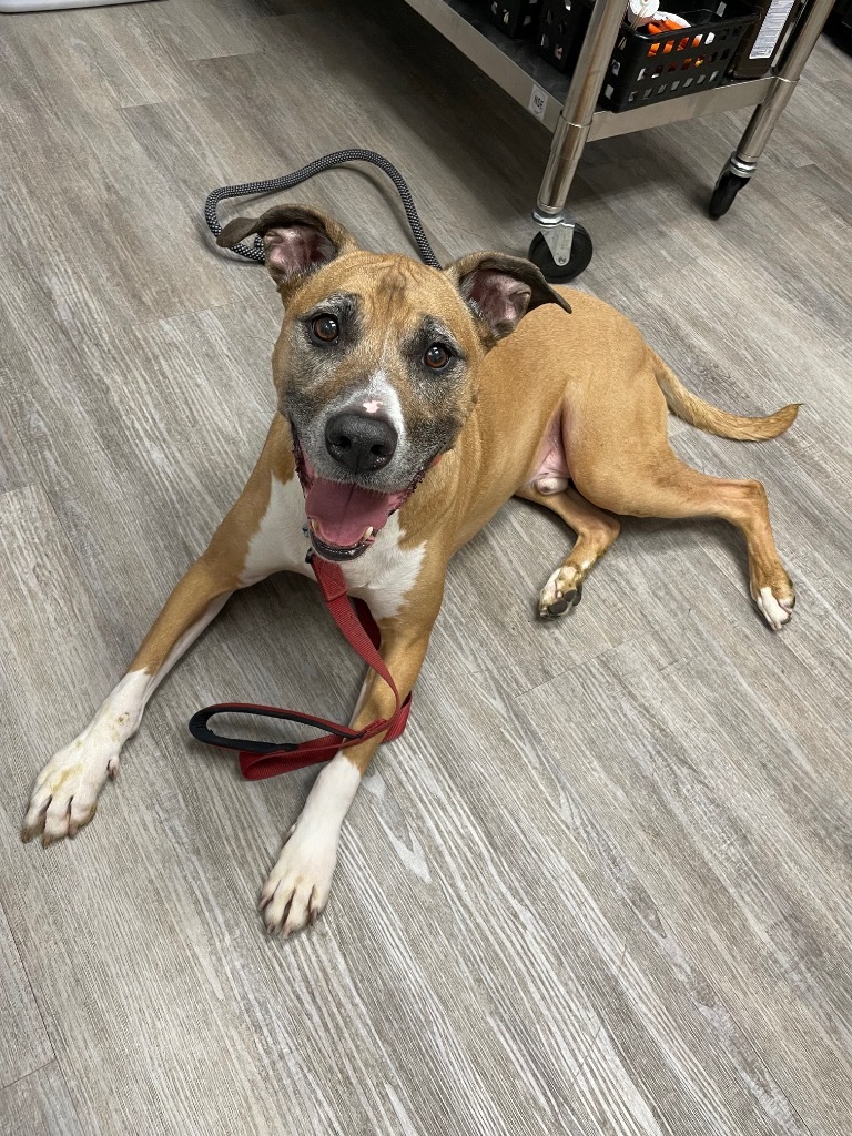 Abu (bonded pair) / Scout (bonded pair)