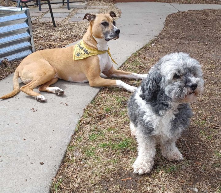 Abu (bonded pair) / Scout (bonded pair) 3